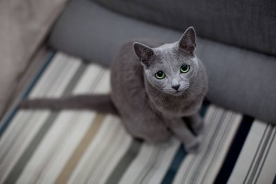 Какой Вы Корат